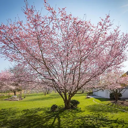 Gaestehaus Zuern Guest house Wasserburg am Bodensee